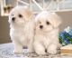 Maltese Puppies for sale in Alum Creek, WV, USA. price: NA