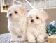 Maltese Puppies for sale in Mobile, AL, USA. price: NA