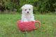 Maltese Puppies for sale in Springfield, AR 72157, USA. price: NA
