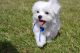 Maltese Puppies for sale in Clarksville, TN, USA. price: NA