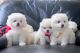 Maltese Puppies for sale in Anchorage, AK, USA. price: $350