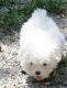 Maltese Puppies for sale in Torrance, CA, USA. price: $400