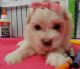 Maltese Puppies for sale in Green Bay, WI, USA. price: NA