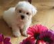 Maltese Puppies for sale in Madison, WI, USA. price: NA