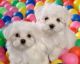Maltese Puppies for sale in Zenia, CA 95595, USA. price: NA
