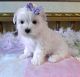 Maltese Puppies for sale in Atkinson, NE 68713, USA. price: $700