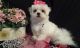 Maltese Puppies for sale in Hanamaulu, HI, USA. price: $600