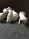 Maltese Puppies for sale in Port St Lucie, FL, USA. price: NA