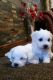 Maltese Puppies for sale in Kahului, HI, USA. price: NA