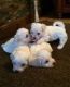 Maltese Puppies for sale in Grace, ID 83241, USA. price: NA