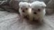 Maltese Puppies for sale in Springfield, IL, USA. price: NA