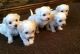 Maltese Puppies for sale in Shreveport, LA, USA. price: NA