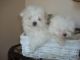 Maltese Puppies for sale in Bingham, ME, USA. price: NA