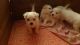Maltese Puppies for sale in Springfield, MO, USA. price: NA