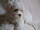 Maltese Puppies for sale in Reno, NV, USA. price: NA