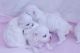 Maltese Puppies for sale in Lyndeborough, NH, USA. price: NA