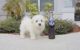 Maltese Puppies for sale in Beaumont, TX, USA. price: NA