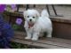Maltese Puppies for sale in Beaumont, TX, USA. price: NA
