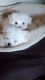 Maltese Puppies for sale in Pleasantville, PA 16341, USA. price: NA