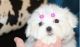 Maltese Puppies for sale in Hollywood, FL, USA. price: NA
