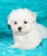 Maltese Puppies for sale in Clifton, NJ, USA. price: NA
