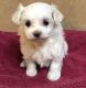 Maltese Puppies for sale in Anaheim, CA, USA. price: $350