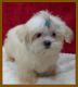 Maltese Puppies for sale in Woodstock, GA, USA. price: NA