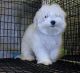 Maltese Puppies for sale in Round Rock, TX, USA. price: NA