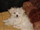 Maltese Puppies for sale in Youngwood, PA, USA. price: NA