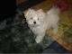 Maltese Puppies for sale in Youngwood, PA, USA. price: NA