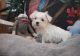 Maltese Puppies for sale in Savannah, GA, USA. price: NA