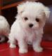Maltese Puppies for sale in Savannah, GA, USA. price: NA