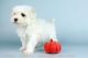Maltese Puppies for sale in Huntington Beach, CA, USA. price: NA