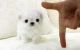Maltese Puppies for sale in Sterling City, TX 76951, USA. price: NA