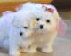 Maltese Puppies for sale in Lincoln, NE, USA. price: NA
