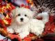 Maltese Puppies for sale in Gainesville, FL, USA. price: NA