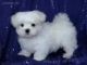 Maltese Puppies for sale in East Los Angeles, CA, USA. price: $500