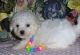 Maltese Puppies for sale in Yaounde, Cameroon. price: 200 XAF