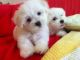 Maltese Puppies for sale in Anchorage, AK, USA. price: $400