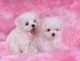 Maltese Puppies for sale in Jemez Pueblo, NM, USA. price: NA
