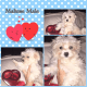 Maltese Puppies for sale in Lowell, MA, USA. price: NA