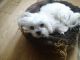 Maltese Puppies for sale in Anchorage, AK, USA. price: NA