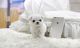 Maltese Puppies for sale in Springfield, MA, USA. price: $370