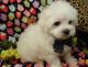 Maltese Puppies for sale in Springfield, MA, USA. price: $370