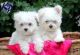 Maltese Puppies for sale in Howell, NJ, USA. price: NA