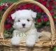 Maltese Puppies for sale in Peoria, IL, USA. price: NA