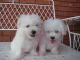 Maltese Puppies for sale in Norfolk, VA, USA. price: NA
