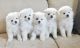 Maltese Puppies for sale in Georgetown, DE 19947, USA. price: NA