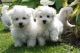 Maltese Puppies for sale in Tallahassee, FL, USA. price: NA