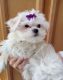 Maltese Puppies for sale in Lake Orion, Orion Charter Township, MI 48362, USA. price: NA